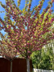 Siva Selvi Sellamuthu