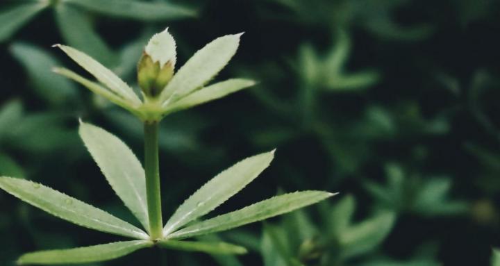 Herb School