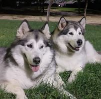 Pilar Pulido Sánchez