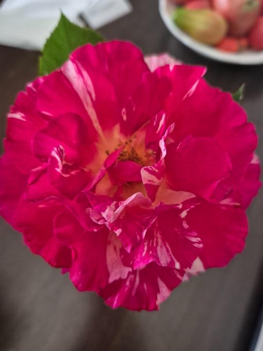 Pamela Mathison-Levitt