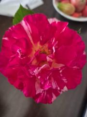 Pamela Mathison-Levitt