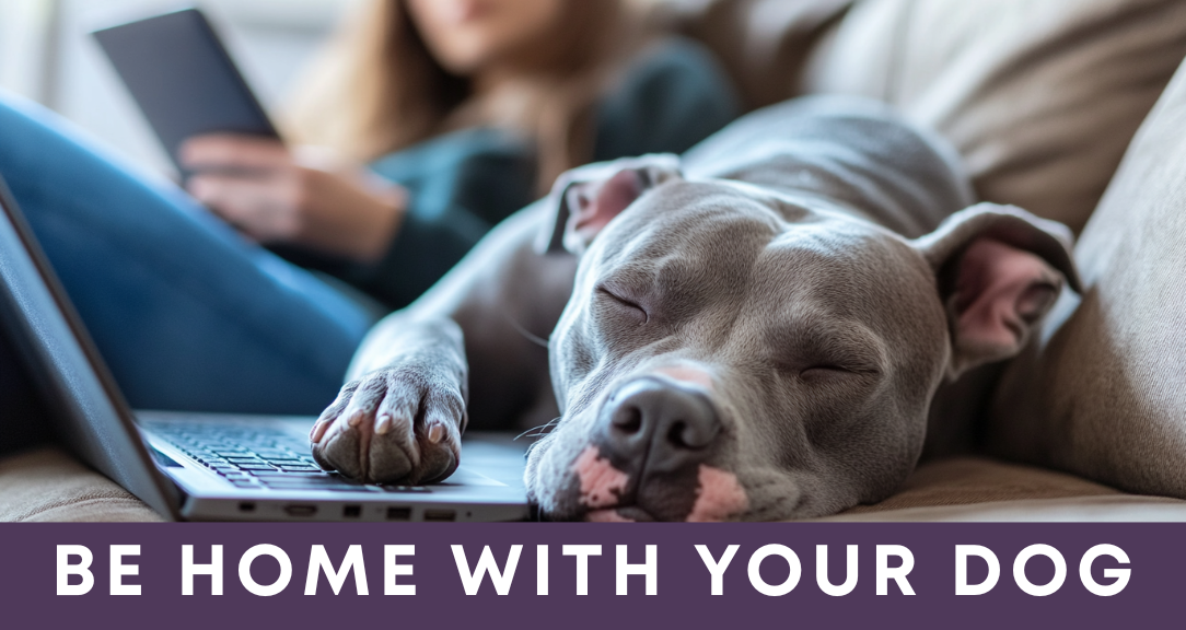 Be Home with Your Dog