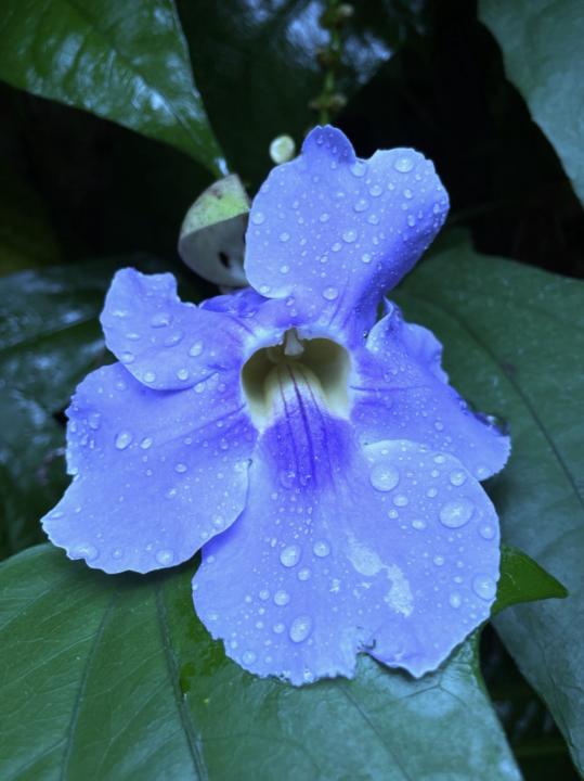 Rishita Kondepudi