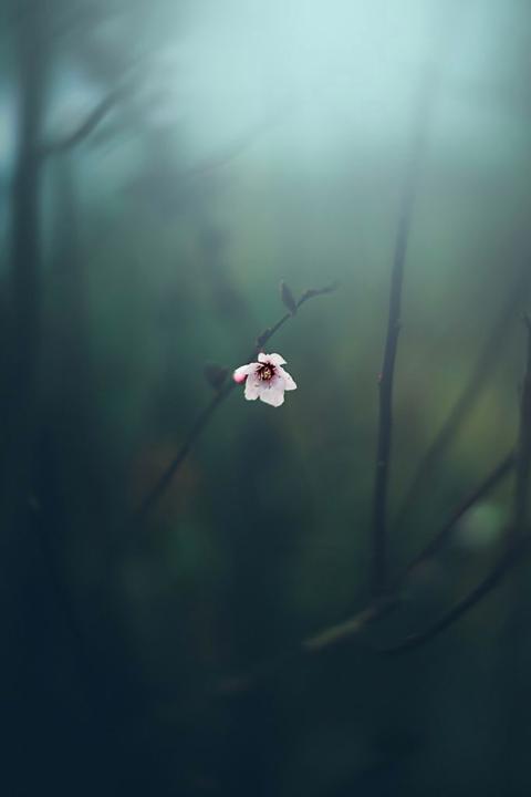 Sharolyn Litzner