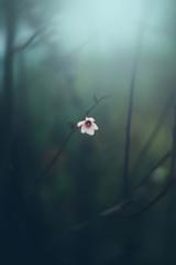 Sharolyn Litzner
