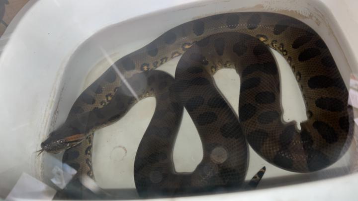 Green Anaconda 