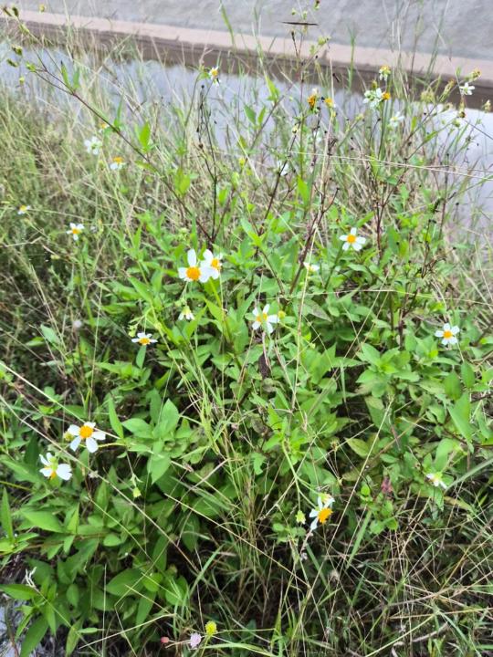 Arthittay Phaeochana