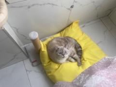 Duha Papuccu