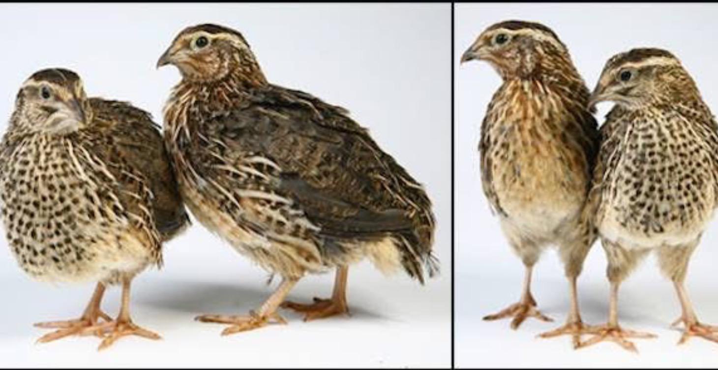 Which Quail
