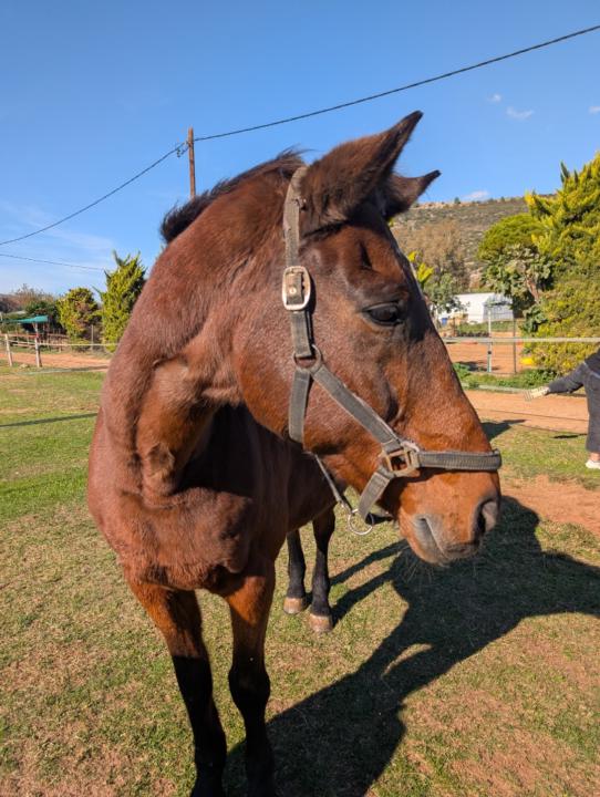 Thomai Gklarou-Stavropoulou