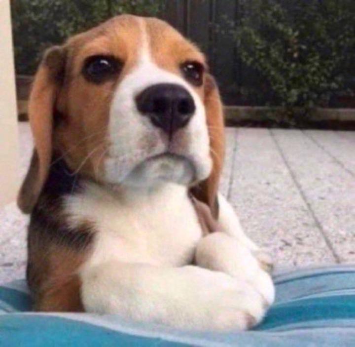 Luiz Henrique Marchi Ferreira