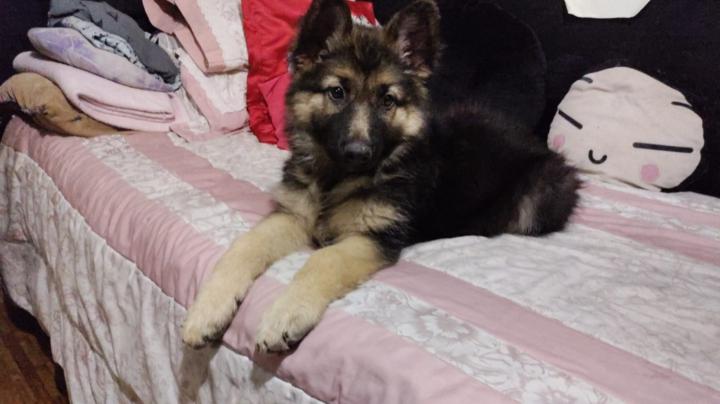 Hendrik Lentz Folange