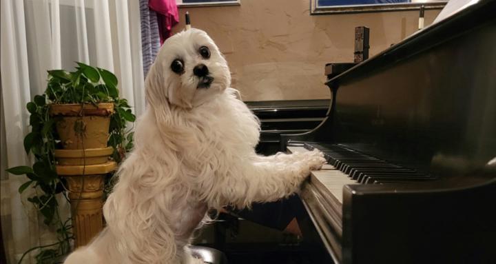 Harmony Piano Mastery Group