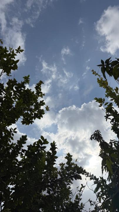 رشا علي شراحيلي