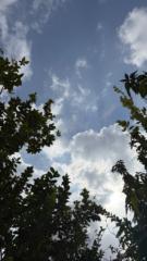 رشا علي شراحيلي