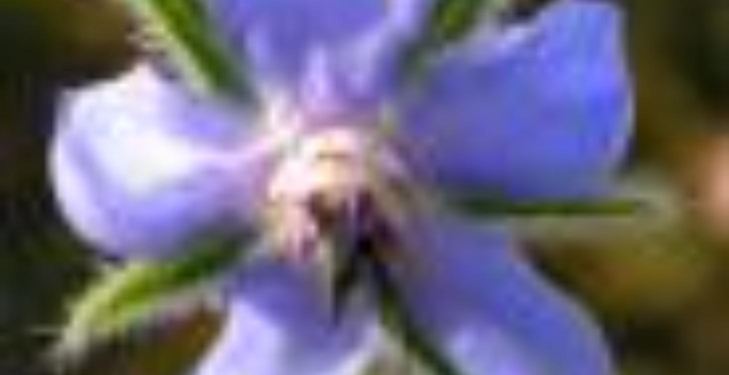 Herb Companion Planting