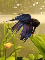 Joan Ramon Garcias Ramon Garcias