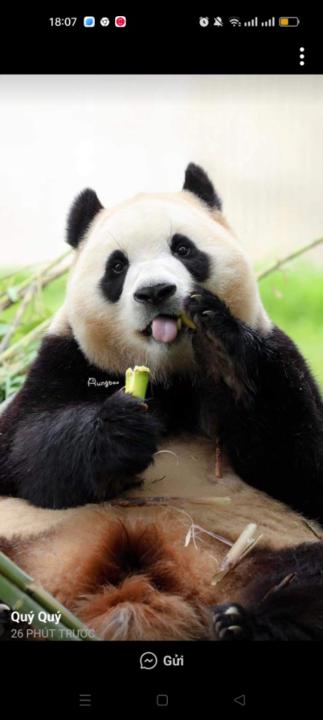 Quỳnh Anh Phùng Thị