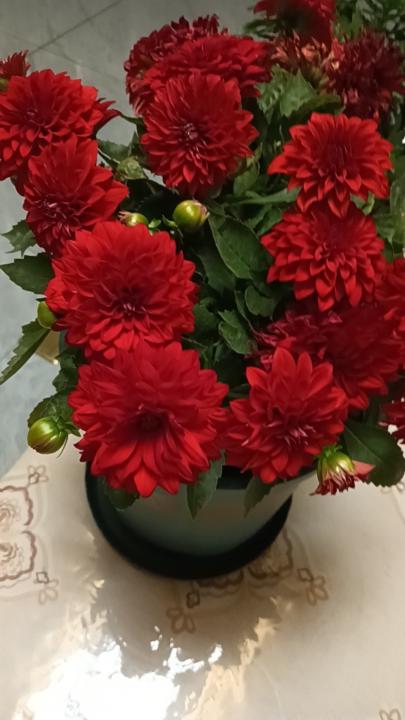 凡鱼 焦