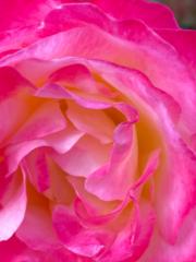 Marie Elaine Globensky