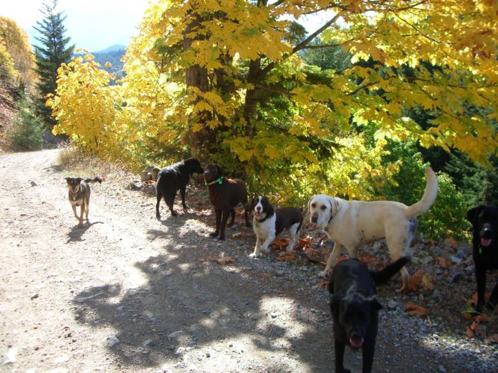 🐾 Weekend Woofs, Wags, Wins & Woes