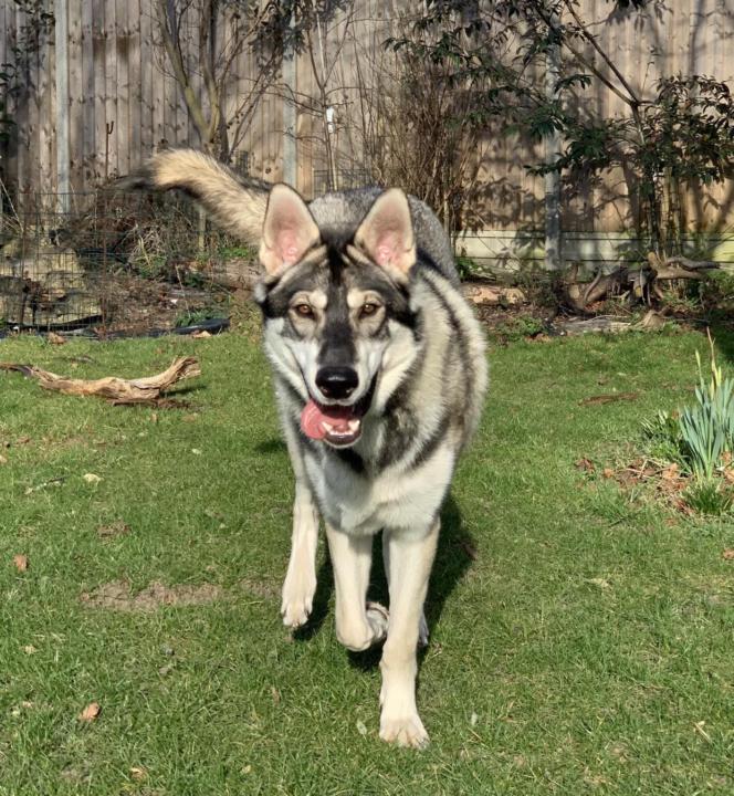 🌟🐾 Hey ACE adventurers! 🐾🌟