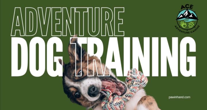 ACE Adventure Canine