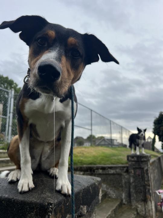 First IRL meet up complete ✅ 🐕 🐾 