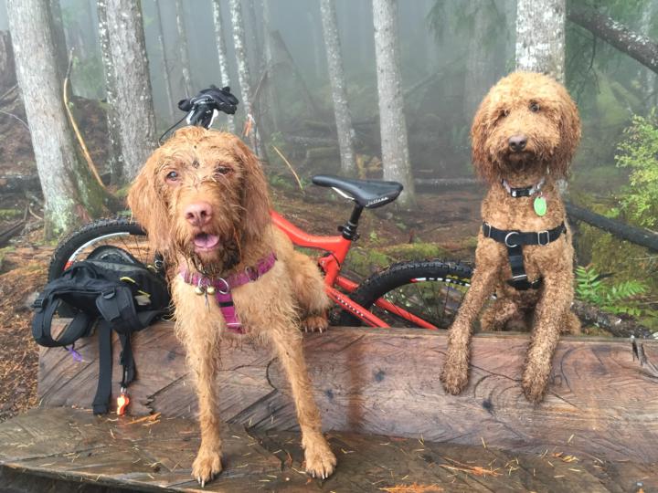 🚴‍♂️ Cycle Dog or Psycho Dog? 🐾