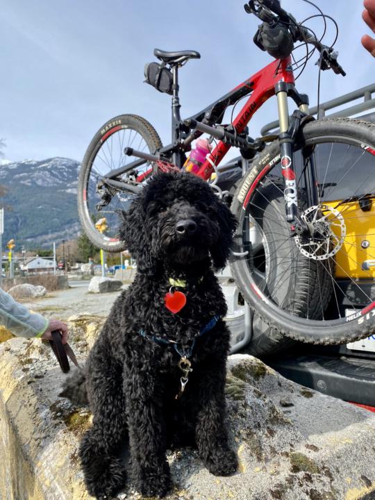 🚴‍♀️🐶 Cycle Sidekicks Unite! 🐶🚴‍♂️