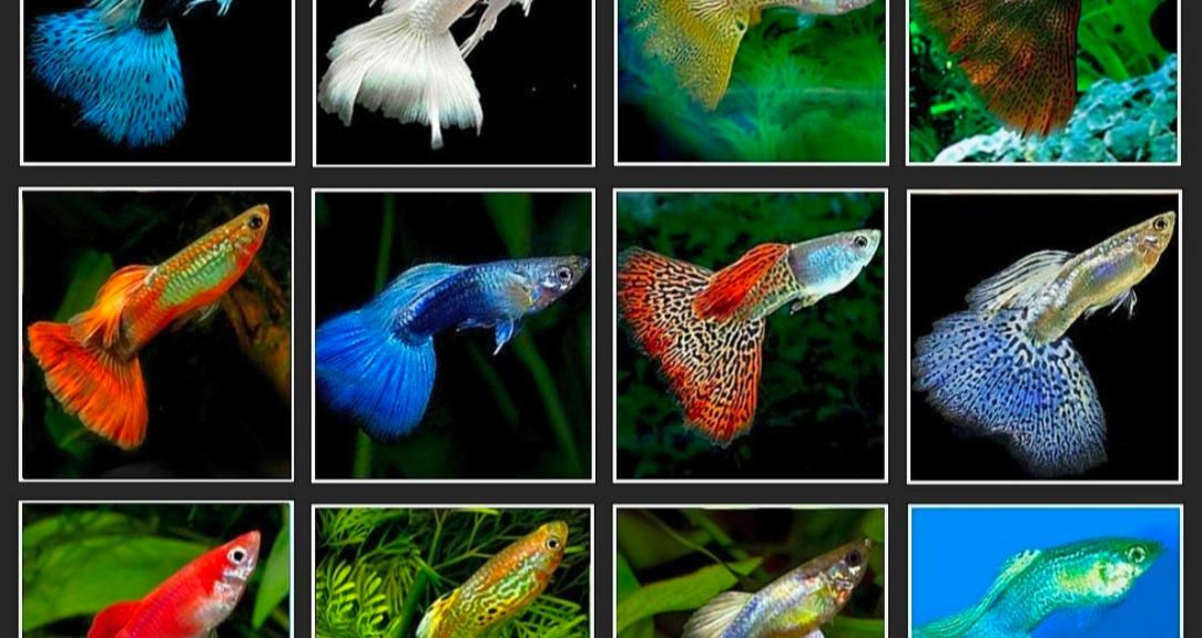 A Aquatics