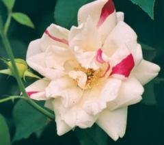 Rose Angle