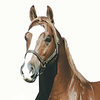 Jorge luis Sosa valenzuela