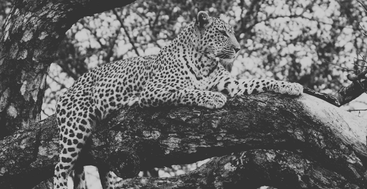 Leopard Ecology