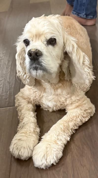 Dharani Ravichandran