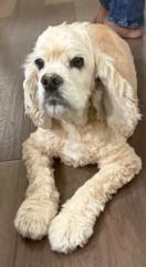 Dharani Ravichandran