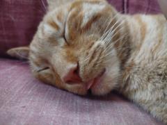 Marcos Andrés Jorquera