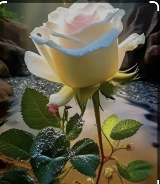 Nesren Almadany