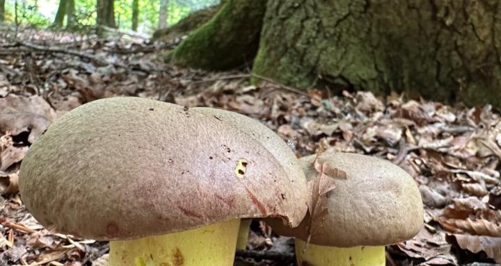 Wild Food Foraging UK