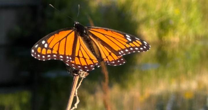 Consciousness Entrepreneurs