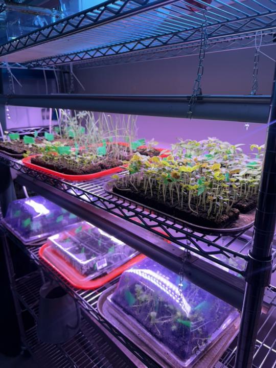 Things are growing around here!
