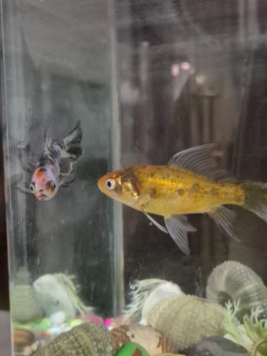 Fenniche Saida