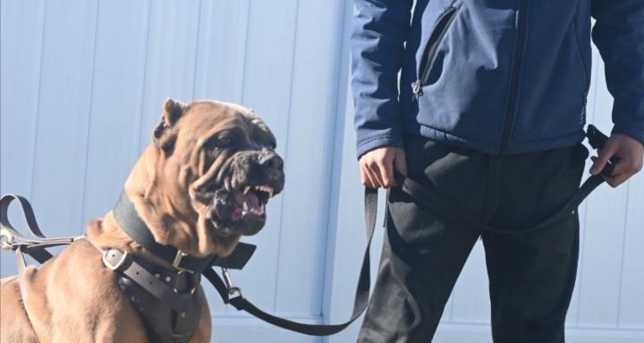 DOGGIE WATCH & WORK