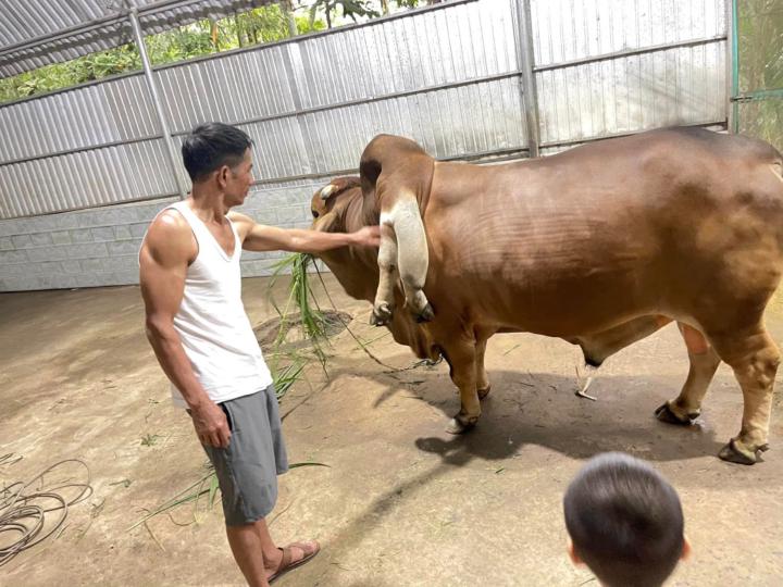 Đặng Như Quỳnh