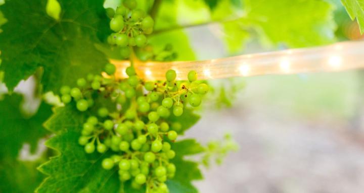 Frost Protection Made Easy