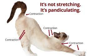 Pandiculate Like You Mean it! - HOMEWORK