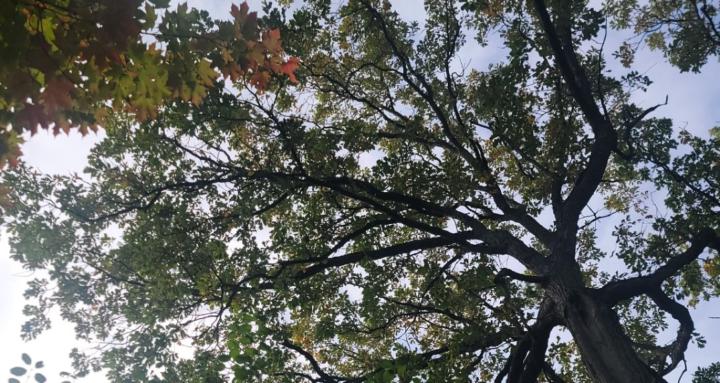 Nature Bliss