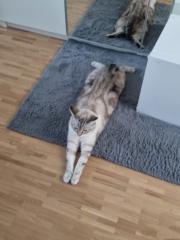 Stucki Célia