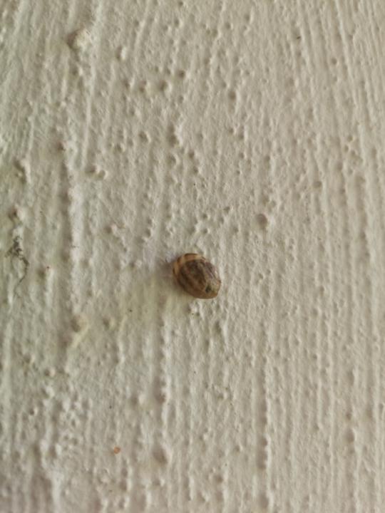 🌿 Garden Snails Benefits | 🌿 Die Voordele van Tuinslakke