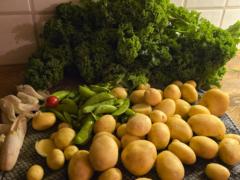 Charlotte Bränngård